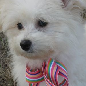 Meet your Posher, Susie